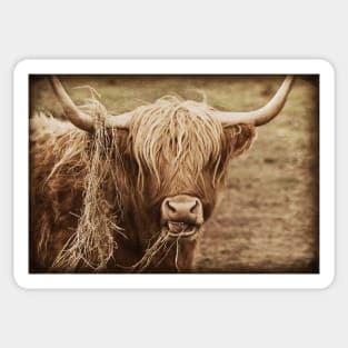 Highland Cow Sticker